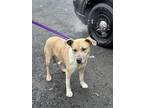 Rosa, American Pit Bull Terrier For Adoption In Moses Lake, Washington
