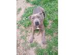 Lulu, American Pit Bull Terrier For Adoption In Scotland Neck, North Carolina