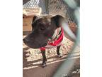 Zinnia, American Staffordshire Terrier For Adoption In Pena Blanca, New Mexico