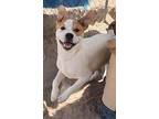 Tommy, Labrador Retriever For Adoption In Pena Blanca, New Mexico