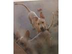 Harry, Labrador Retriever For Adoption In Pena Blanca, New Mexico