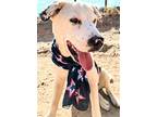 Rollo Pollo, Labrador Retriever For Adoption In Pena Blanca, New Mexico