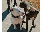 Birdie, American Staffordshire Terrier For Adoption In Phenix City, Alabama