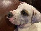 Moxie, American Pit Bull Terrier For Adoption In Mckinney, Texas