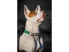 Fennec, American Pit Bull Terrier For Adoption In Kettering, Ohio
