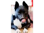 Rosie, Staffordshire Bull Terrier For Adoption In Seagoville, Texas