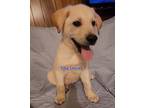 Ivy's Puppies, Labrador Retriever For Adoption In Cedartown, Georgia