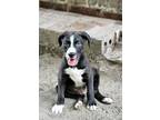 Pigpen, American Staffordshire Terrier For Adoption In Sumter, South Carolina