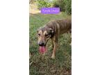 Disney-dodger, Labrador Retriever For Adoption In Cedartown, Georgia