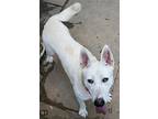 Snow White ('snowy'), Bull Terrier For Adoption In Winston Salem, North Carolina