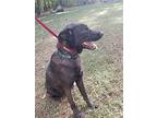 Bear, Flat-coated Retriever For Adoption In Winston Salem, North Carolina