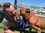 Bordeaux, American Staffordshire Terrier For Adoption In Alameda, California