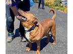 Buster Brown, American Staffordshire Terrier For Adoption In Alameda, California