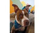 Redvine, American Staffordshire Terrier For Adoption In Alameda, California