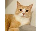 Harlow, Domestic Shorthair For Adoption In Great Falls, Montana