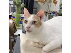 Love Bug Ii, Domestic Shorthair For Adoption In Battle Creek, Michigan