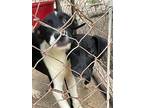 Max, Labrador Retriever For Adoption In Roseland, Louisiana