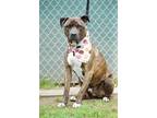 Boss, American Pit Bull Terrier For Adoption In Sanger, California