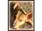 Scrappy, Welsh Terrier For Adoption In Irmo, South Carolina