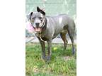 Uzi, American Pit Bull Terrier For Adoption In Sanger, California