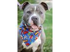 Professor, American Pit Bull Terrier For Adoption In Sanger, California