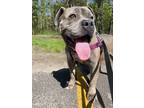 Fezzik, Staffordshire Bull Terrier For Adoption In Pekin, Illinois