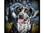 Mac, Bull Terrier For Adoption In Winchester, Kentucky