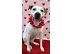 Moodonna, American Pit Bull Terrier For Adoption In Pekin, Illinois