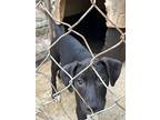 Brunhilda, Labrador Retriever For Adoption In Roseland, Louisiana