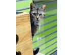 Barn Cat Bc, Domestic Shorthair For Adoption In Kokomo, Indiana