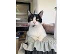 Smudgey, American Shorthair For Adoption In Duquoin, Illinois