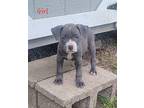 Nora Mixed Breed (Medium) Puppy Female