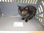 Paprika Domestic Mediumhair Kitten Female