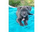 Riley American Pit Bull Terrier Puppy Male