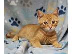 Wood - 40061 Domestic Shorthair Kitten Male