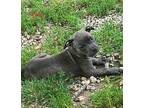 Bailey Mixed Breed (Medium) Puppy Female