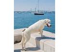 PUPPY BOWMAN BIG BOY Great Pyrenees Young Male