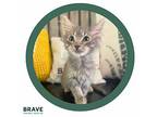 Trident Domestic Mediumhair Kitten Male