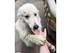 Frosty Great Pyrenees Young Male