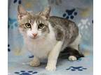 Treetop - 40083 Domestic Shorthair Young Female