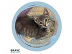 Forrest Domestic Shorthair Kitten Male