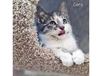 Cory Domestic Shorthair Kitten Male
