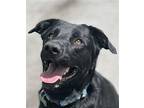 MAX Labrador Retriever Adult Male