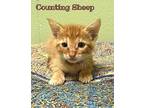 Counting Sheep Domestic Shorthair Kitten Male