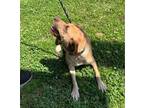 Fox (HW+) Labrador Retriever Young Female