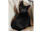 Garbanzo Domestic Shorthair Kitten Male