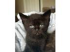 Dory Domestic Shorthair Kitten Female