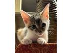 Marge Domestic Shorthair Kitten Female