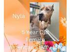 Nyla American Staffordshire Terrier Adult Female