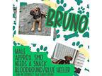 Bruno Bloodhound Puppy Male
